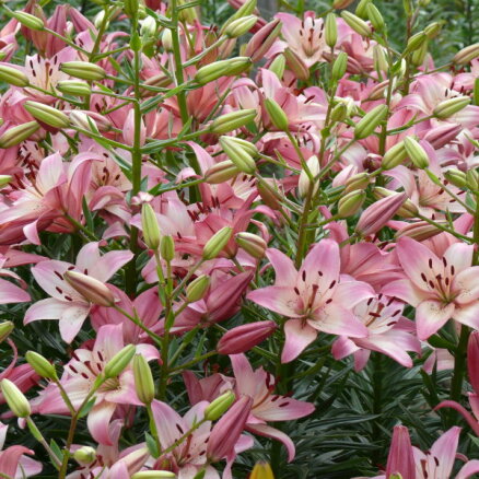 Dārza karalienes lilijas: Daugmales dārza ziedu krāšņums