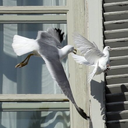 Чайка напала на голубя мира, выпущенного папой Римским