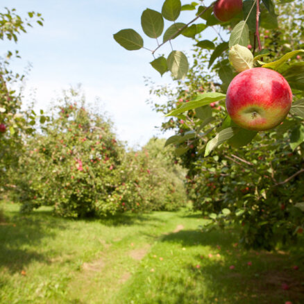 Saimnieks Latgalē: Augļkopjiem sarežģīts gads, tomēr bez āboliem nepaliksim