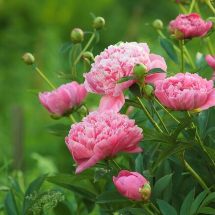 Пионы, вокруг одни пионы: 9 советов от эксперта о том, как вырастить идеальный цветок