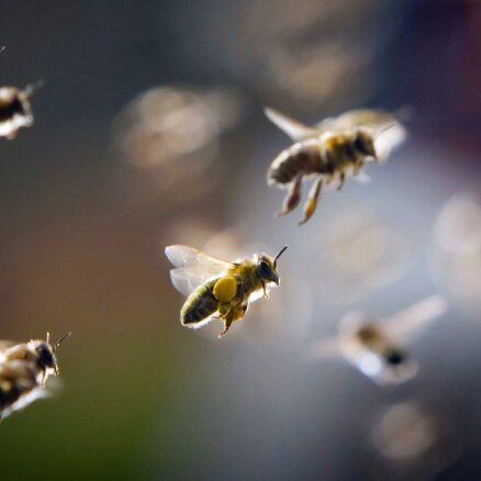 Biškopības nozarē briest krīze