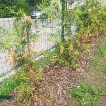 Tūjas nīkuļo, dzeltē un plaisā: kas kopšanā darīts nepareizi