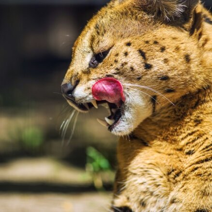 Puma, pantera un vilka līķis – kādus eksotiskos dzīvniekus pēdējo gadu laikā izņēmusi policija