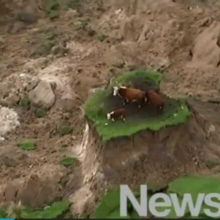Video: Govju ģimene Jaunzēlandē paglābjas no postošās zemestrīces
