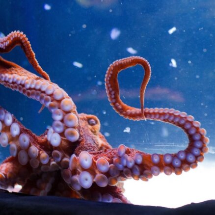 Episka cīņa zem ūdens – cilvēks pret astoņkāji