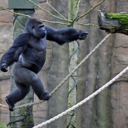 Zoodārza gorilla 'zīmējas' mātīšu priekšā