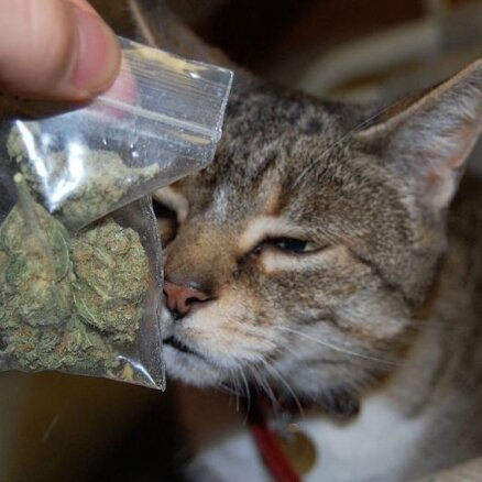 Kaķis saimniekam dāvanā atnes marihuānas maisiņu