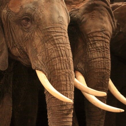 Rīgas zooloģiskajā dārzā ziloņi varētu arī neatgriezties