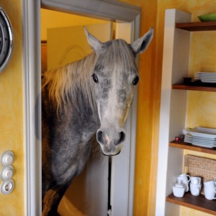 Foto: Vācijā sieviete dzīvo vienā istabā ar zirgu