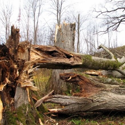 Mežstrādnieku nāvējoši traumē krītošs koks