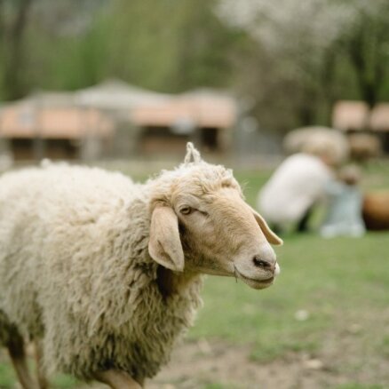 Tukuma novadā divi klaiņojoši suņi nokož četras aitas