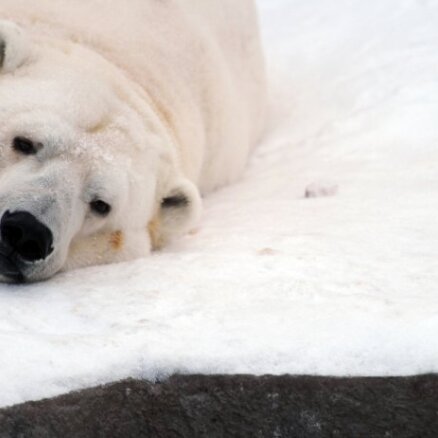 Vācijas zoodārzā traģiskā negadījumā nomiris leduslācis