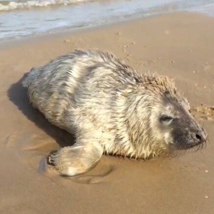 ФОТО, ВИДЕО: Как спасали тюлененка в Юрмале (дополнено)