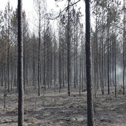 Meža īpašniekus aicina sakārtot meža ugunsapsardzības infrastruktūru
