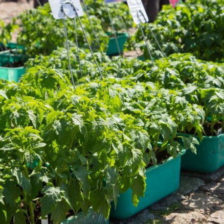 На рынок за помидорами и огурцами! Как купить самую качественную рассаду?