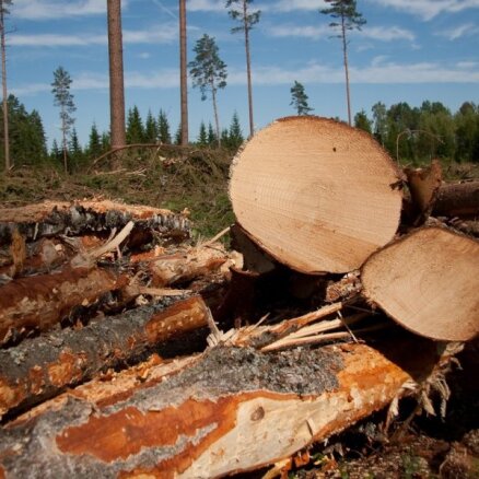 Pērn nelikumīgi izcirsti 20,343 tūkstoši kubikmetru mežu; zaudējumi - 1,257 miljoni eiro