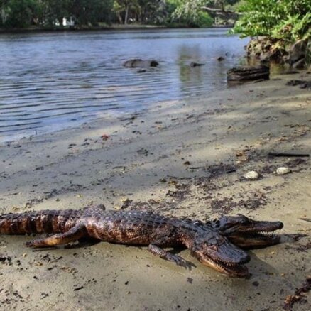 Floridas štatā ļaudis biedē ar divgalvainu aligatoru