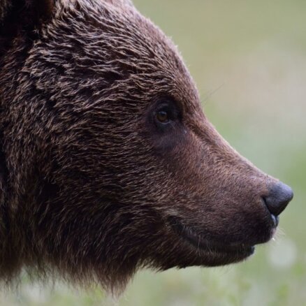 Žīguru meža masīvā lācis ievainojis 'Latvijas valsts meži' darbinieku, vēsta portāls