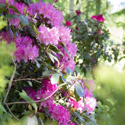Ciemos: Agronomes Maijas Veinbergas veidotais rododendru mežs Engurē
