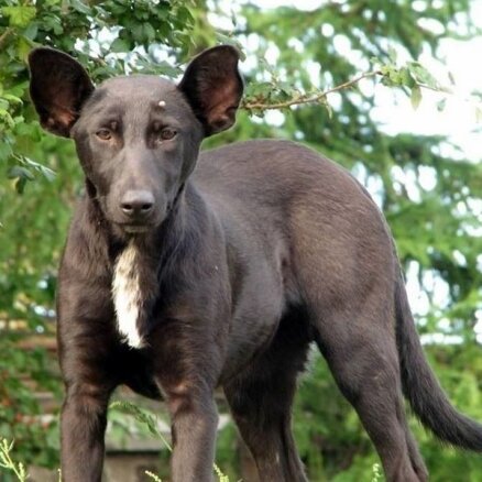 Pa Kijevu klīst suns, kas līdzīgs Putinam