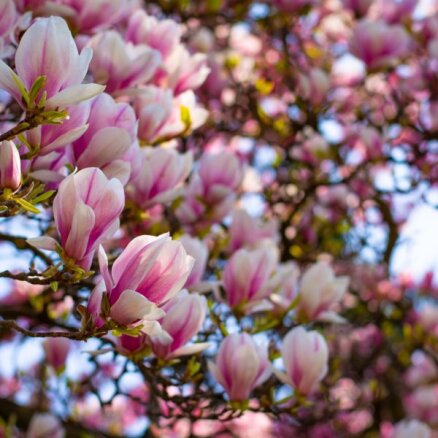 Rozā prieks! Koši krūmi un koki, kas pavasarī priecē ar rozā un sārtiem ziediem