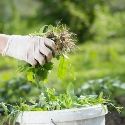 Nezāles, kas norāda uz augsnes problēmām tavā dārzā
