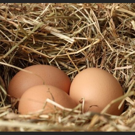 Balticovo будет отправлять в Африку до 7 млн. яиц в месяц