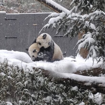 Video: Pandu mazulis pirmo reizi blēņojas sniegā