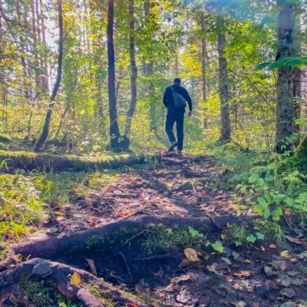 ФОТО. Четыре километра осенней красоты: Природная тропа болота Чужу