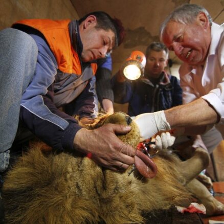 Foto: Kā milzīgai lauvai tiek rauti sāpoši zobi