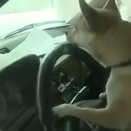 Video: ASV suns iedarbina mašīnu un izraisa avāriju