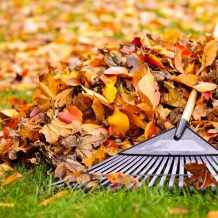 Kā izmantot rudens lapas sava dārza labā?