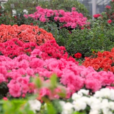 ФОТО. Зима в цветах: в Ботаническом саду ЛУ цветет самая большая в Балтии коллекция азалий