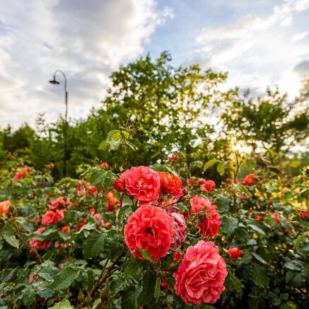 ФОТО. В парке Кемери зацвели более двух тысяч роз