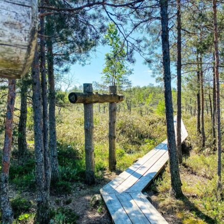 По следам собаки Баскервиллей: ТОП-6 самых красивых болотных троп Латвии