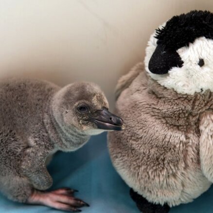 Londonas zoo piedzimis ļoti smuks pingvīniņš