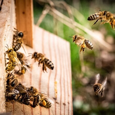 Kā un vai sadzīvot ar bitēm, iršiem un citiem dzelošiem kukaiņiem?