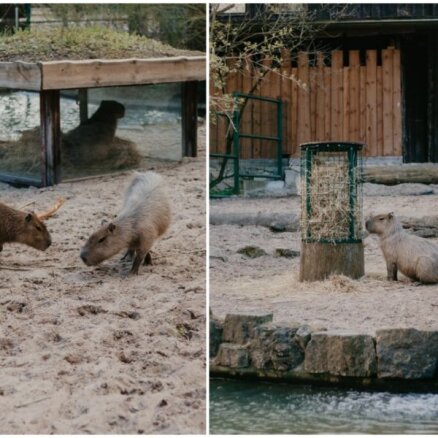 Rīgas zoo kapibaras pametušas ziemas mītni