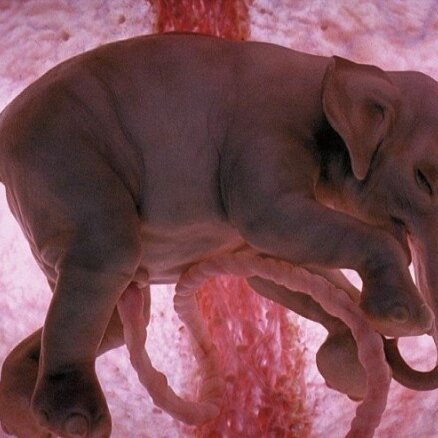 Foto: Ziloņu, delfīnu un kaķu embriji tuvplānā