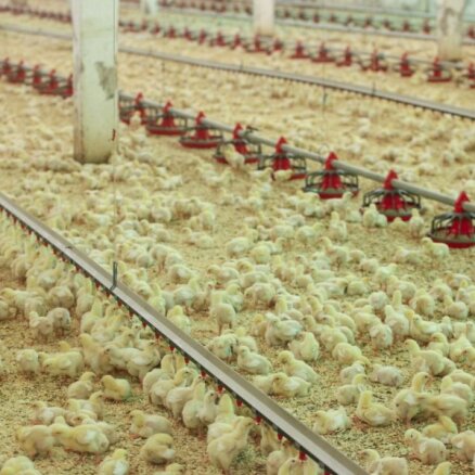 'Putnu fabrika Ķekava' lielāko daļu graudu arī šoruden iepērk no pašmāju ražotājiem