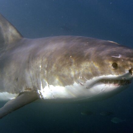 На Сейшелах впервые за 50 лет от акул погибли люди