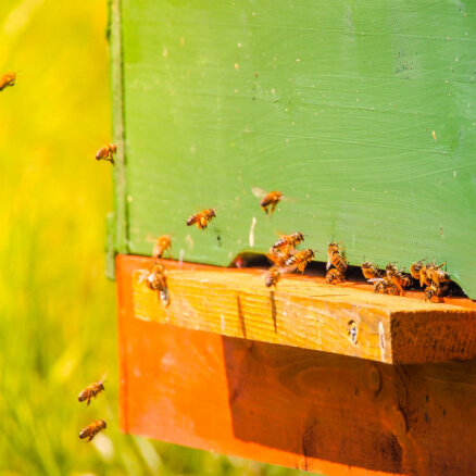 No Rīgas Latviešu biedrības nama izvietotajiem bišu stropiem ievākti 65,6 kilogrami medus