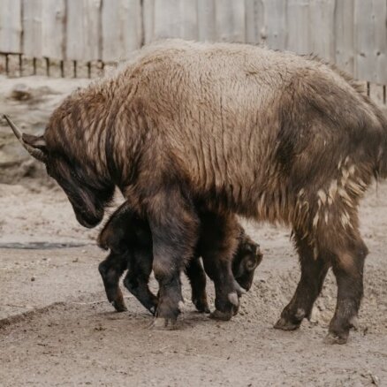 Zoodārza dzīvnieku pulkam pievienojas mišmi takinu mazulis – Apollons