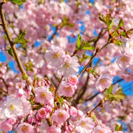 Foto: Pārdaugavā bagātīgi plaukst sakuras