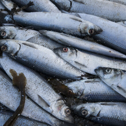Министры стран ЕС примут решение о квотах на рыбный промысел в Балтийском море в 2023 году
