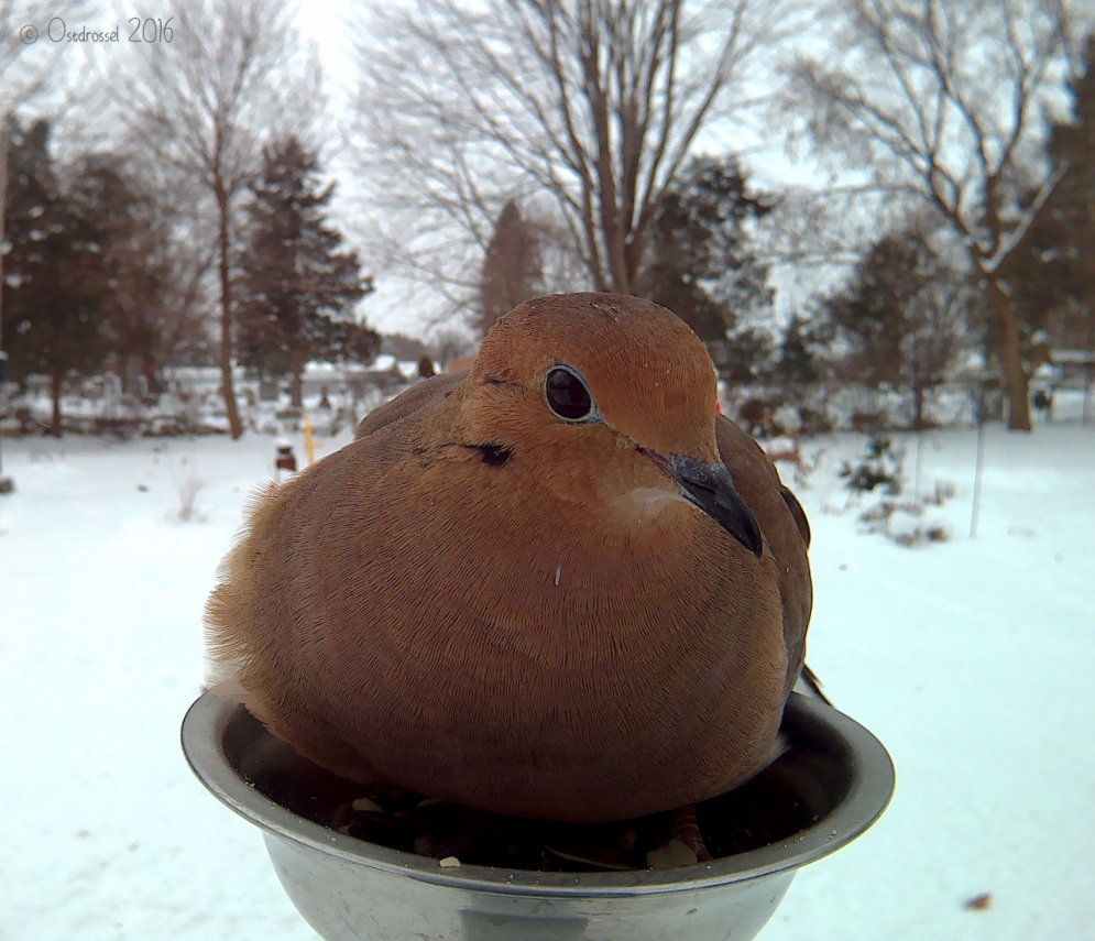 Женщина кормит птиц зимой и делает их смешные "селфи" у кормушки. Вот 20 примеров