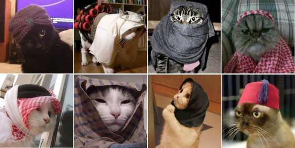 Котиками по ИГИЛу: Жители Брюсселя путают террористов фоточками котов в "Твиттере"