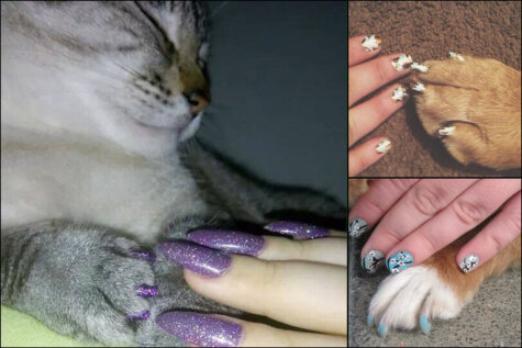 Девушки и кошки, ловите новый тренд: совмещать цвет ногтей с цветом когтей