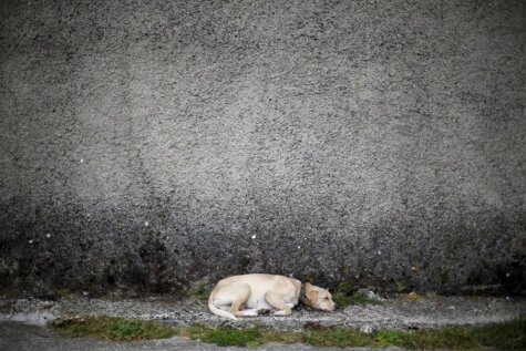 Portugāles ciemats, kurā, ieskaitot suni, mitinās 50 iedzīvotāju
