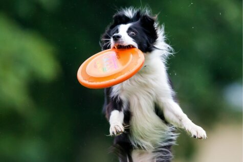 Собаки бывают летучие... когда играют в дог-фризби